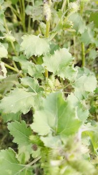 Field of xanthium strumarium green leaves and spiked seed pods,common cocklebur invasive weed close up view