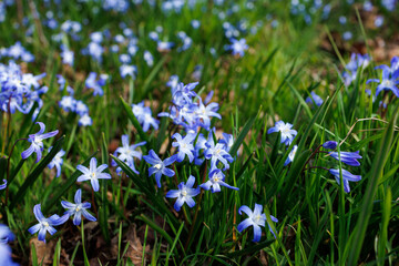 Fototapeta premium Macro of Chionodoxa blossoms, early spring flowers, fresh green grass background