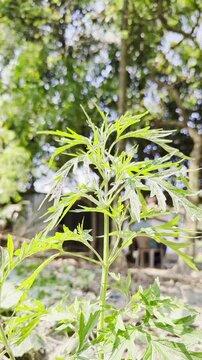Green ragweed leaves in sunlight breathtaking macro view with blurred background revealing the subtle texture and colors of plant life