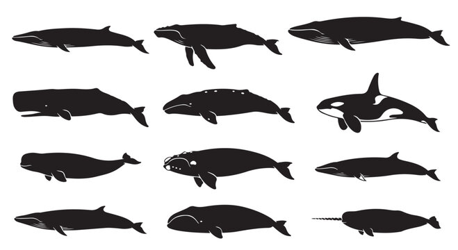 black and white vector silhouette set of wale
