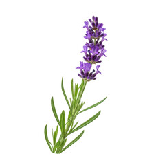 Fototapeta premium A delicate purple flower with long green leaves and a slender stem.