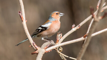 Obraz premium robin on a branch