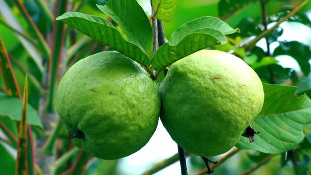 ripe guava on tree