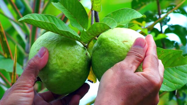 close-up hand inspecting ripe guava in the garden