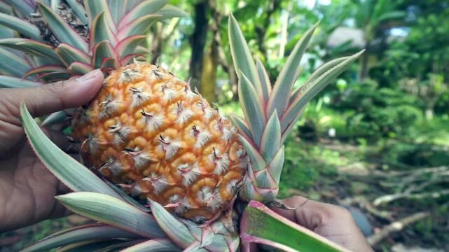 Hand picking and twisting small shoots from a ripe pineapple (Ananas comosus) in the garden