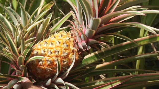 Hand picking and twisting small shoots from a ripe pineapple (Ananas comosus) in the garden