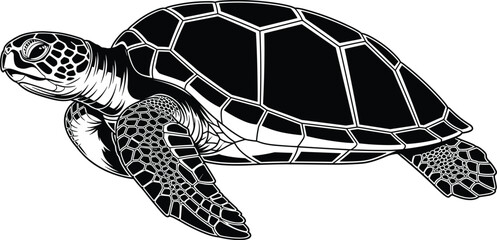 Detailed black and white vector illustration of sea turtle with patterned shell, textured flippers, and realistic anatomical features, marine wildlife design for nature themes © Itz Shahin