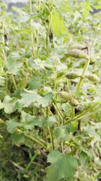 Natural xanthium strumarium green plant detail featuring medicinal and traditional usage known for its therapeutic properties and broad leaves