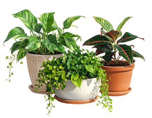 Obraz premium Three potted houseplants with variegated, trailing, and colorful foliage