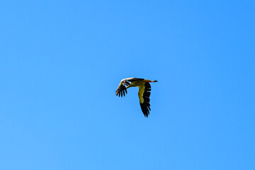 Obraz premium White stork (Ciconia ciconia) flying in a sky