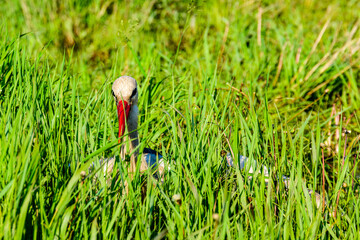 Naklejka premium White stork (Ciconia ciconia) in high grass at the green meadow near river Dnieper