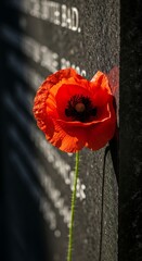 Fototapeta premium Single vibrant red poppy flower with delicate petals placed against a dark textured memorial wall with engraved text, symbolizing remembrance and sacrifice.