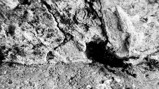 This macro image shows a large number of black ants swarming around a dead lizard near the entrance of a crack in a wall, documenting the natural decomposition process and the behavior of insects and 