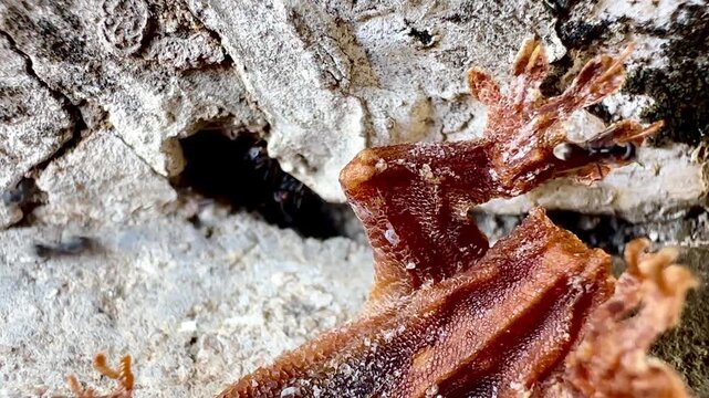 This macro image shows a large number of black ants swarming around a dead lizard near the entrance of a crack in a wall, documenting the natural decomposition process and the behavior of insects and 