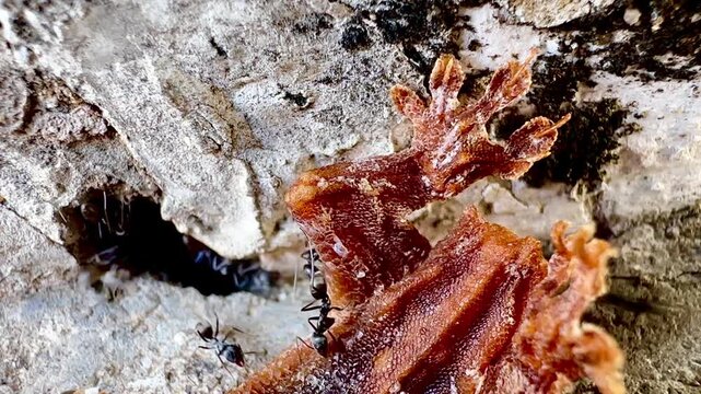 This macro image shows a large number of black ants swarming around a dead lizard near the entrance of a crack in a wall, documenting the natural decomposition process and the behavior of insects and 
