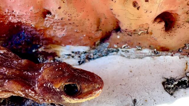 This macro image shows a large number of black ants swarming around a dead lizard near the entrance of a crack in a wall, documenting the natural decomposition process and the behavior of insects and 