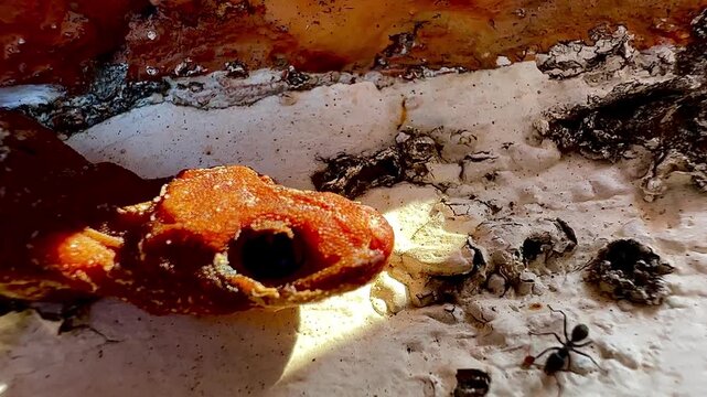 This macro image shows a large number of black ants swarming around a dead lizard near the entrance of a crack in a wall, documenting the natural decomposition process and the behavior of insects and 