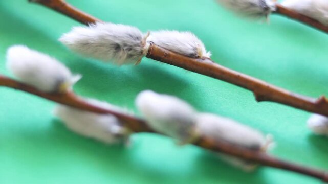 Happy Easter concept in the interior. Willow branches on a blue background. Macro. Palm Sunday.