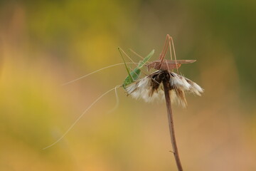 due grilli su un fiore di dente di leone © Simona