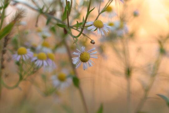 fiori di erigeron in inverno al tramonto