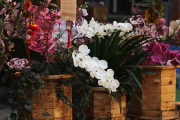 White and pink orchids in wooden boxes arranged for decorative display. Elegant floral composition for shop or event. Botanical scene with natural plants and ornamental design. © Paweł Michałowski
