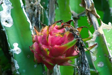 Ripe red dragon fruit pitaya growing on a cactus vine © Segoro Adem