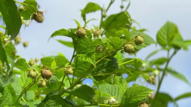 A vibrant green raspberry plant under a clear blue sky, where unripe berries are waving in the wind amidst serrated leaves.