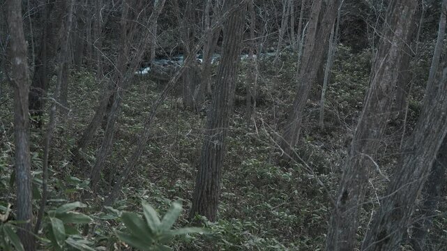 笹薮の中の小さな川のある冬枯れの森
