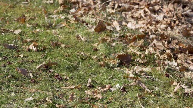 Autumn leaves scatter across green grass. Brown birds peck at ground, searching for food. Sunlight glints through falling foliage. Nature's quiet rhythm captured in stillness