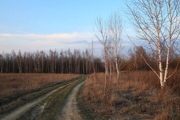 Fototapeta premium road in the woods