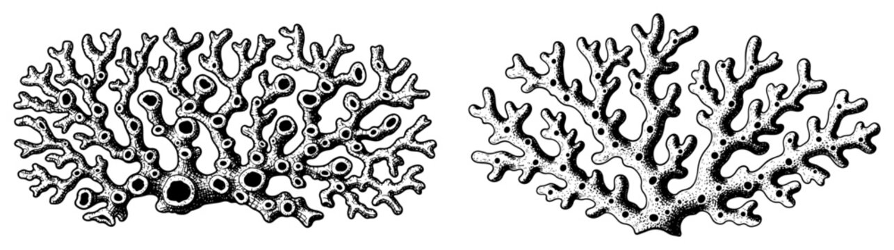 Detailed hand drawn coral reef structures in vintage engraving style