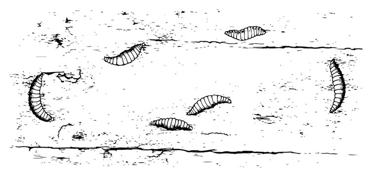 Vintage style hand drawn grubs or larvae on a textured surface