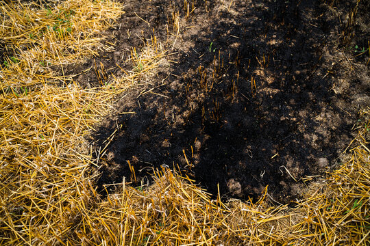 Agricultural field after harvest, showing a circular patch of burnt straw stubble and black ash on dry soil, representing farming practices and environmental concerns