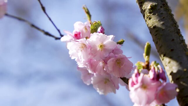 Pink blossoms glow against blue sky. Branches twist gently with spring's embrace. Delicate petals frame a quiet, serene moment. Soft light enhances gentle beauty of nature