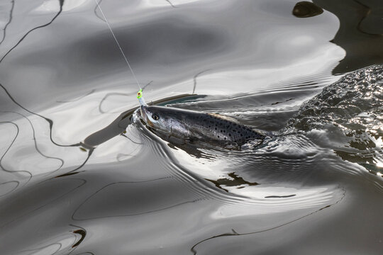 Speckled trout on the liine