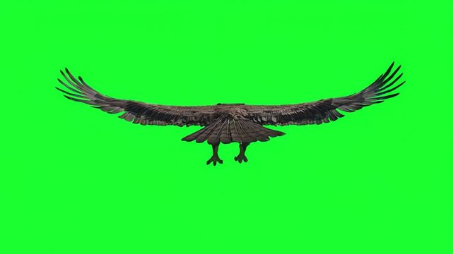 Eagle flying away back view green screen.