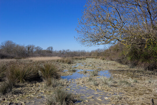 Natural landscape of Isola della Cona with wetland, reflective water pools, reeds and bare trees. Protected habitat, biodiversity, marsh environment in northeastern Italy.