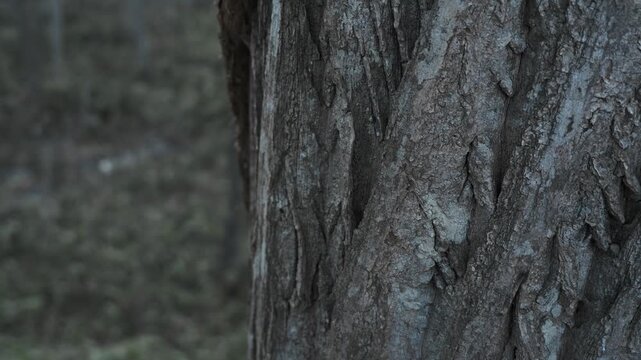 笹薮の中の小さな川のある冬枯れの森