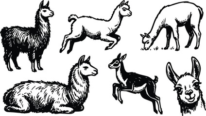 Naklejka premium Line art black and white llamas set showing standing reclining jumping grazing head close up