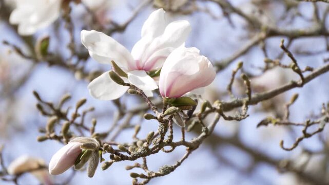 Soft pink blooms grace bare branches. Sunlight filters through delicate petals. Spring arrives with quiet beauty. Nature awakens in gentle hues. Perfect for serene seasonal projects