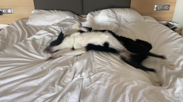 Border collie puppy rolling on the bed having zoomies after wash