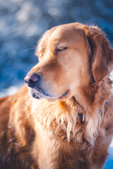Obraz premium Happy golden retriever enjoying the sunshine in a winter forest
