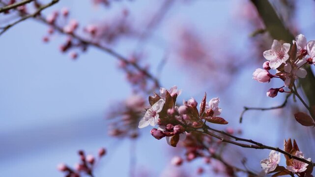 Pink blossoms flutter gently against a soft blue sky. Branches twist upward, adorned with delicate petals. Sunlight glows warmly on each bloom, casting a gentle haze