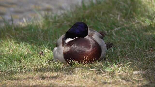 Duck rests peacefully in soft green grass. Sunlight glints gently on its dark, glossy feathers. It curls its body, eyes closed, breathing calmly. Nature's quiet moment captured in stillness