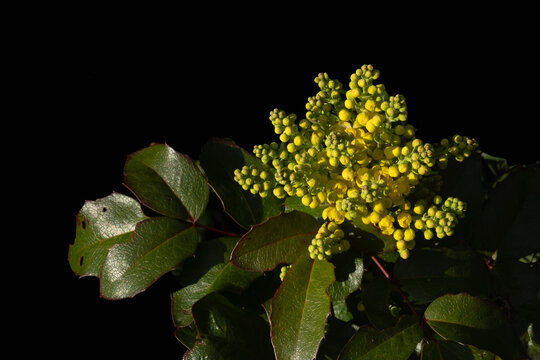 Mahonia