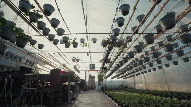 Greenhouse interior showcasing rows of hanging pots filled with plants, sunlight filtering through plastic covering, and a workspace with tools and equipment visible in the background