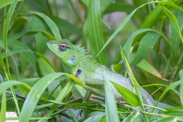 Fototapeta premium Chameleon, Vibrant Green Reptile Blends Seamlessly into Lush, Overgrown Foliage, Offering a Glimpse of Wild Nature and Camouflage. Bentota River Safari in Sri Lanka, Asia.