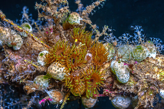 Tunicate on coral reef, underwater