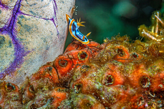 Chromodoris elisabethina is a species of very colourful sea slug,