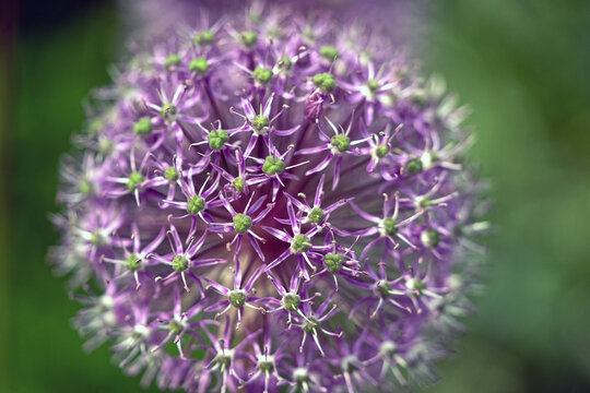 Allium giganteum, common name giant onion or giant leek